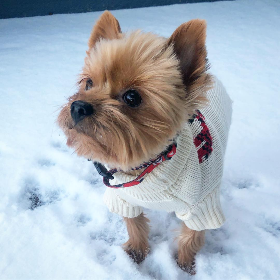 Akc Registered Yorkshire Terrier Purebred Pup