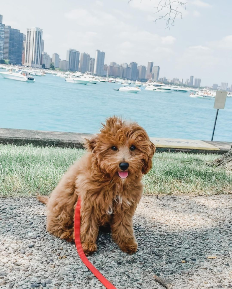 Popular Cavapoo Poodle Mix Pup