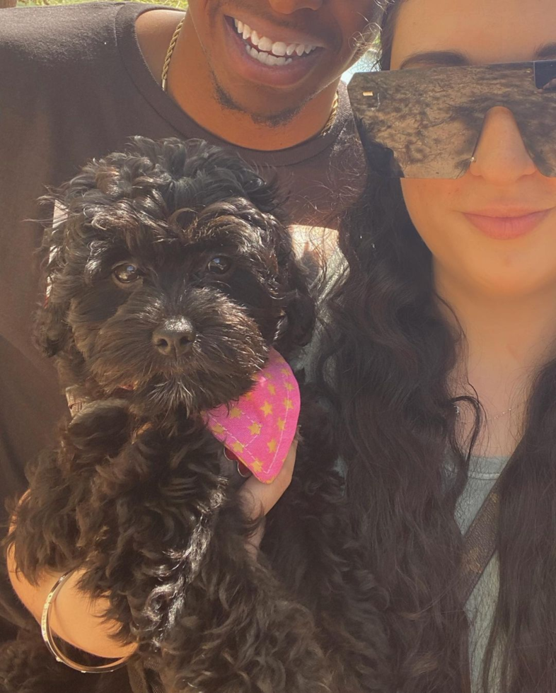 Adorable Cavoodle Poodle Mix Pup