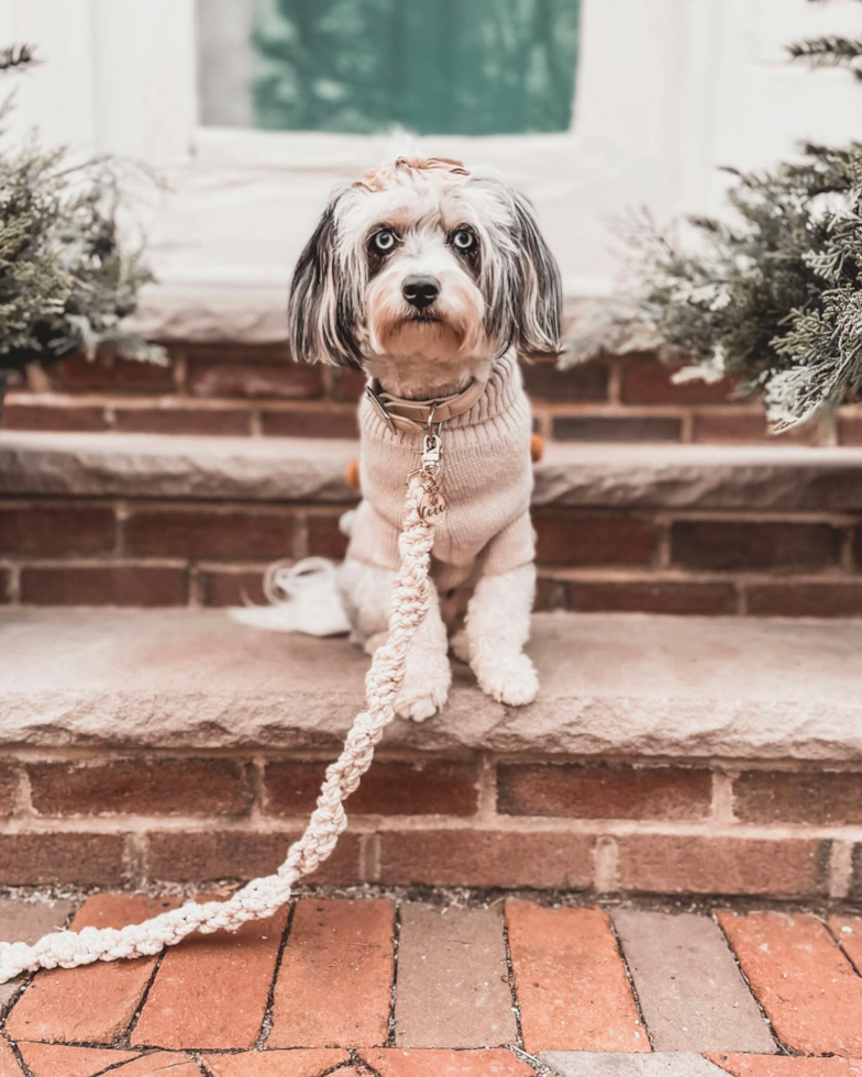 Cute Aussiechon Pup in Verona NJ