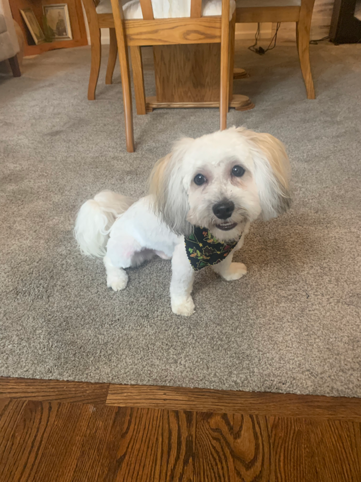 Cute Havanese Pup in