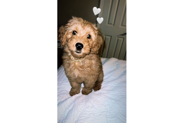 Petite Mini Goldendoodle Poodle Mix Pup