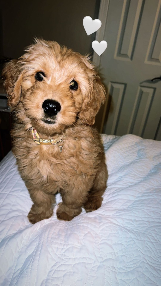 Mini Goldendoodle Being Cute