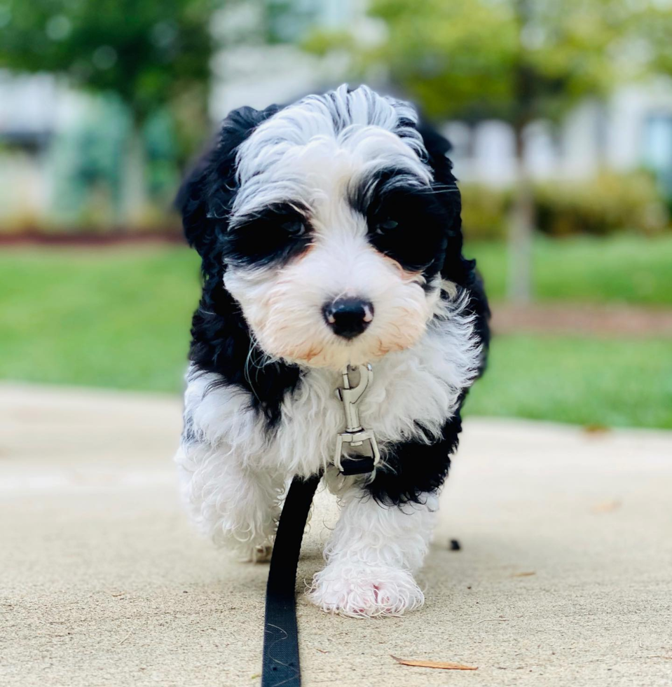 Energetic Sheep Dog Poodle Mix Pup