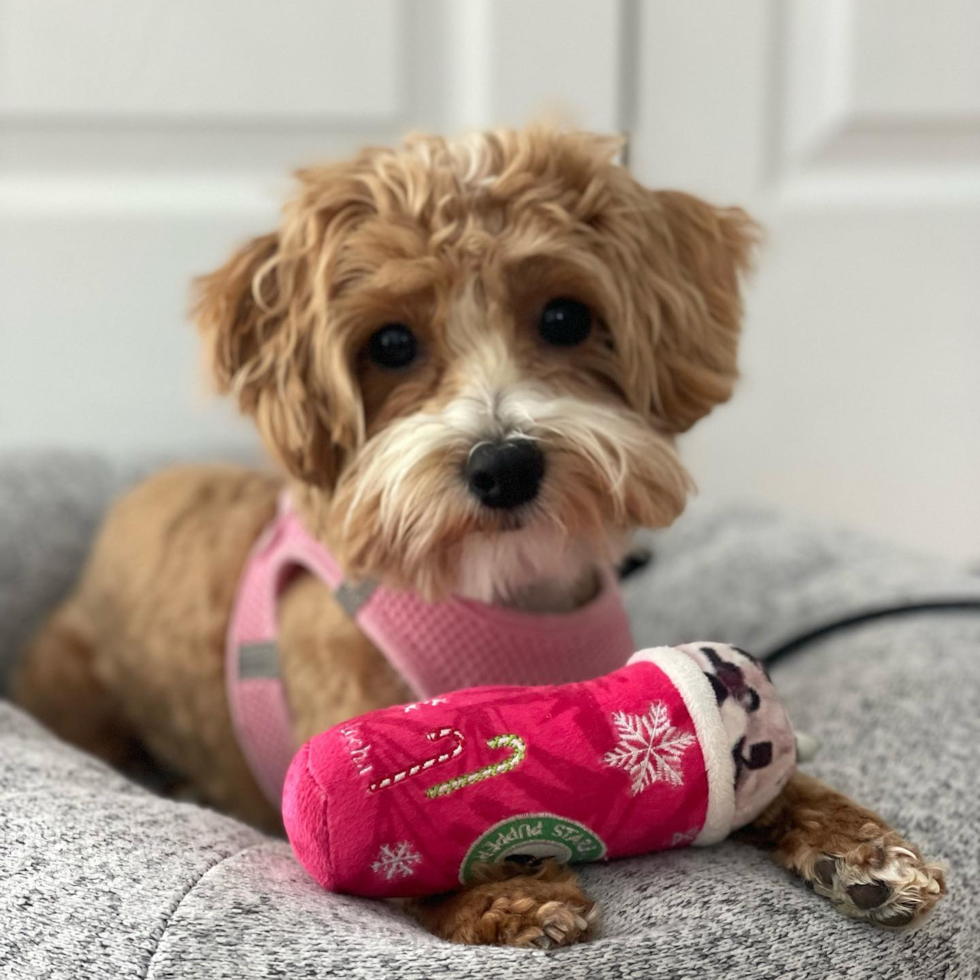 Popular Maltipoo Poodle Mix Pup