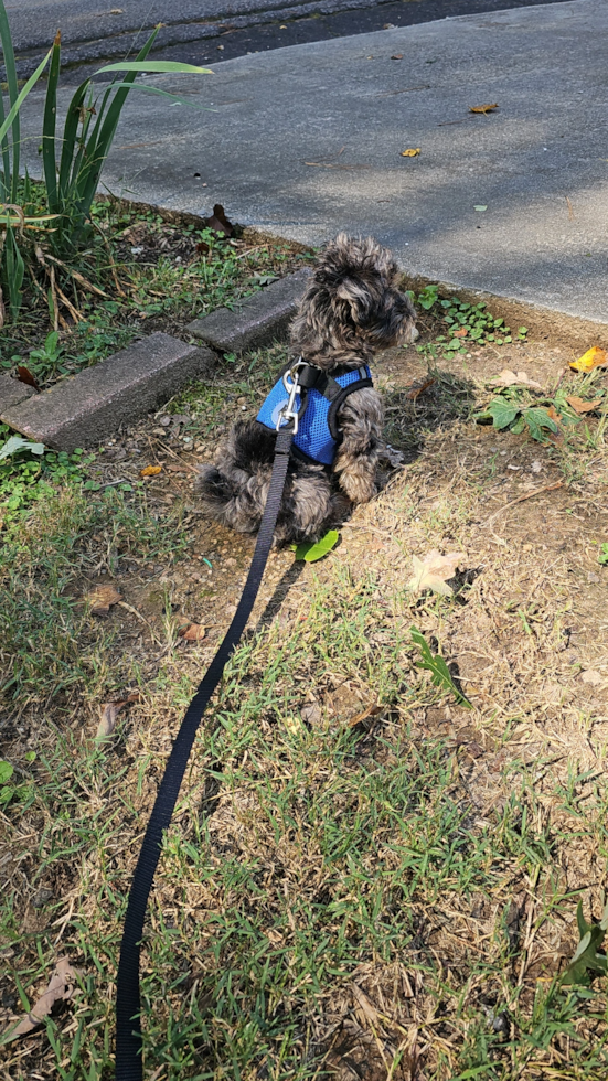 Cute Yorkie Poo Pup in