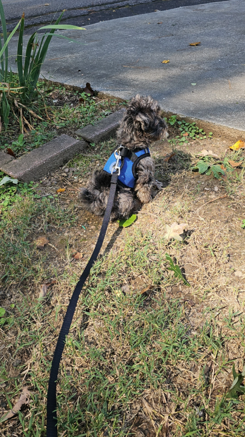 Cute Yorkie Poo Pup in