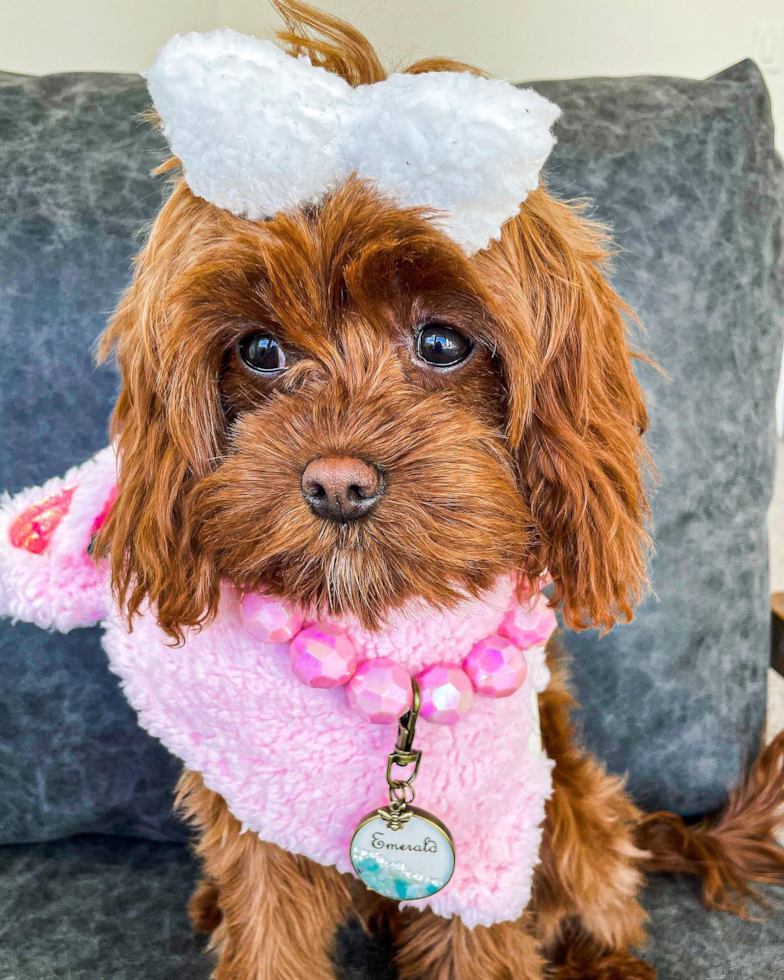 Hypoallergenic Cavoodle Poodle Mix Pup