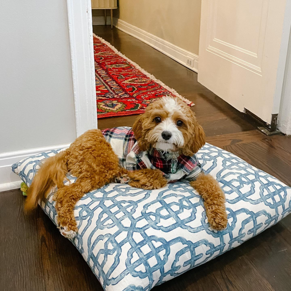 Columbus Cavapoo Pup