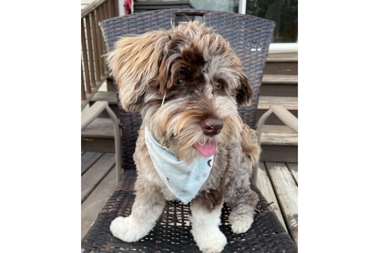 Little Havadoodle Poodle Mix Puppy