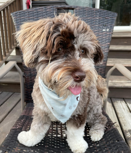 Playful Havadoodle Poodle Mix Pup