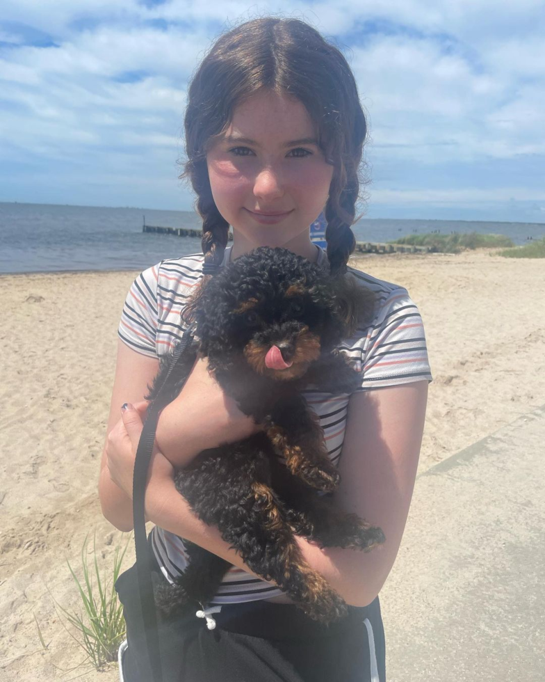 Little Bernadoodle Poodle Mix Pup