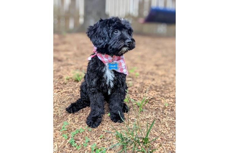 Small Cavapoo Baby