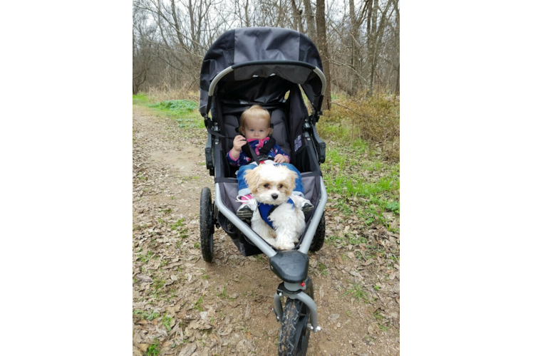 Sweet Cavachon Baby