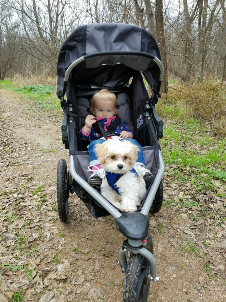 Traverse City Cavachon Pup