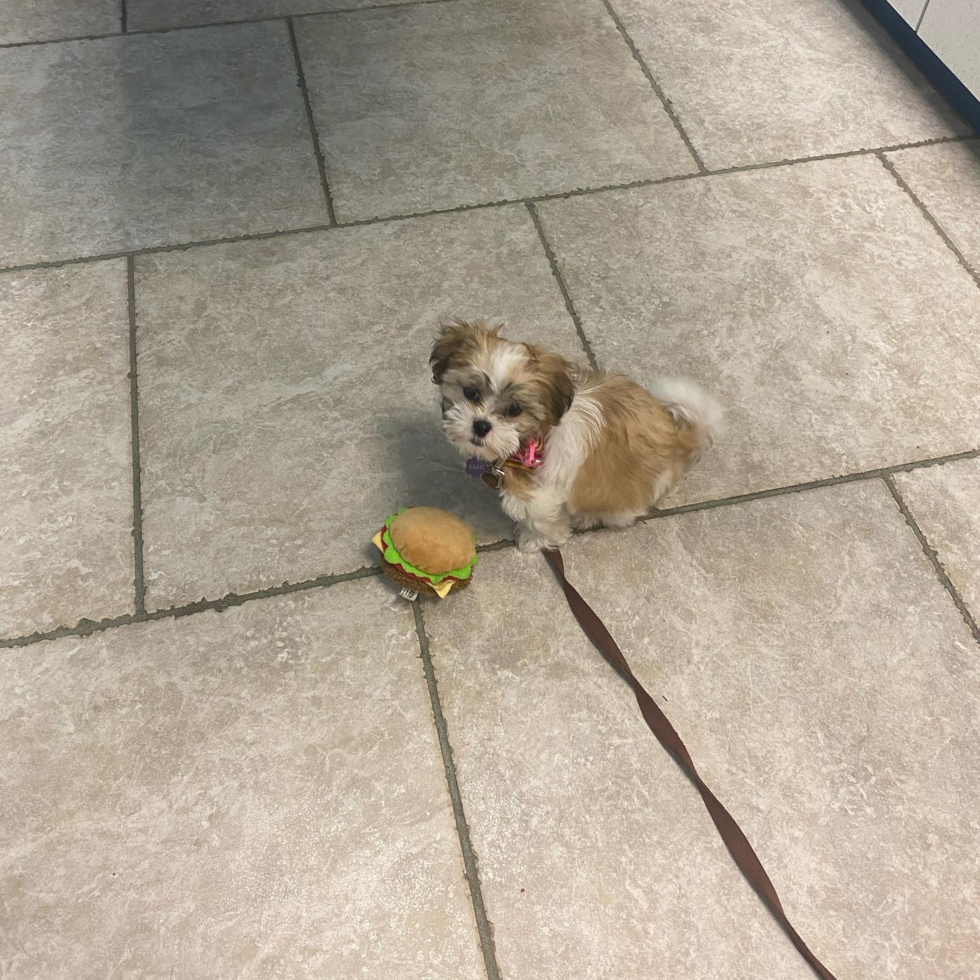 Sweet Teddy Bear Pup in Pittsburgh PA