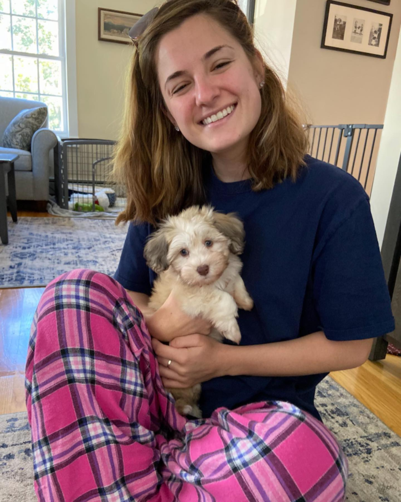 Smart Havanese Pup in Rockland MA