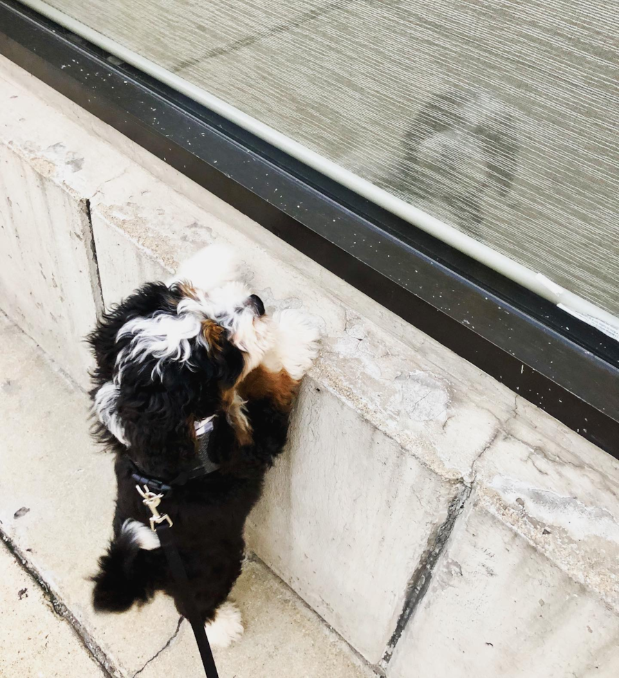 Smart Mini Bernedoodle Poodle Mix Pup