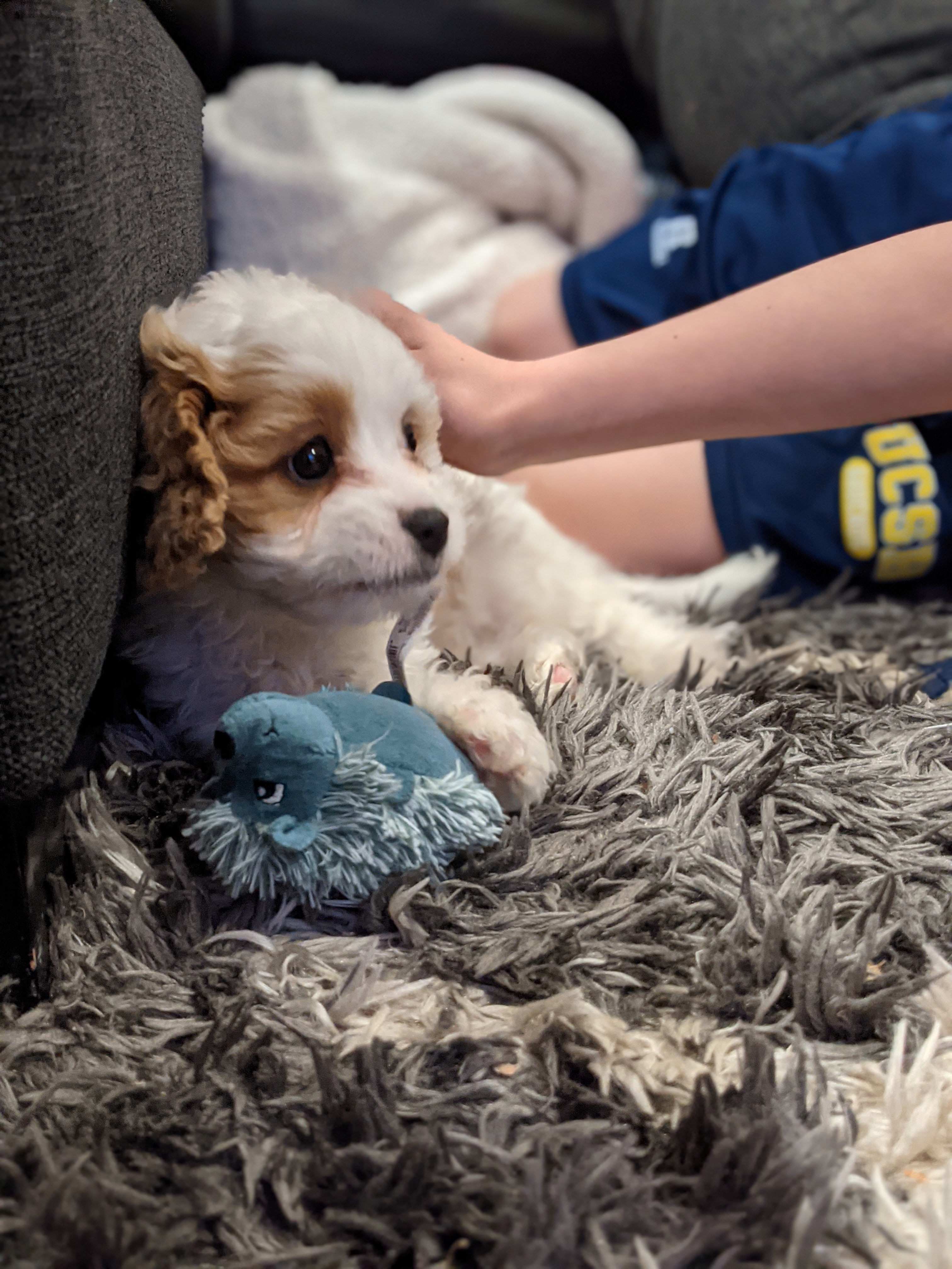Little Cavoodle Poodle Mix Puppy