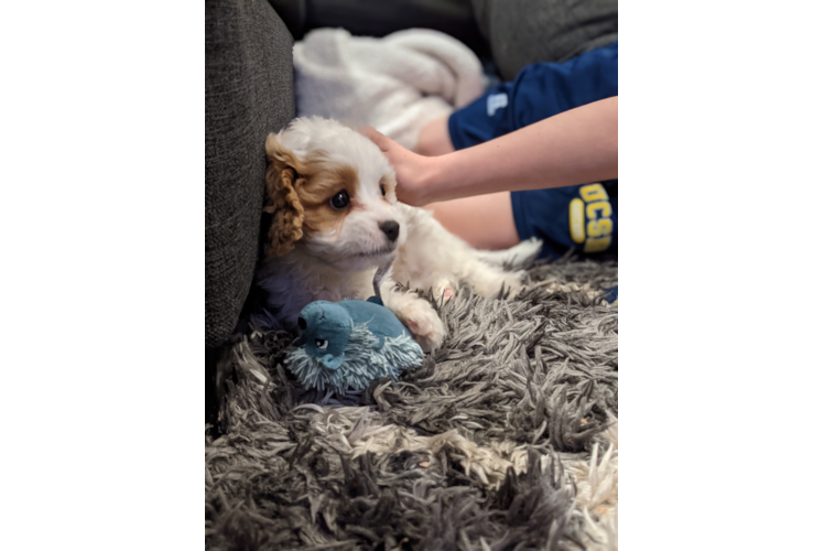 Little Cavoodle Poodle Mix Puppy