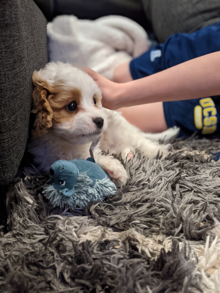 Cavapoo Being Cute