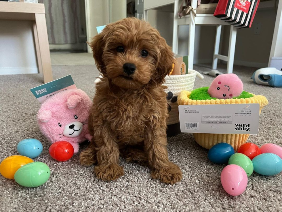 Mini Goldendoodle Being Cute