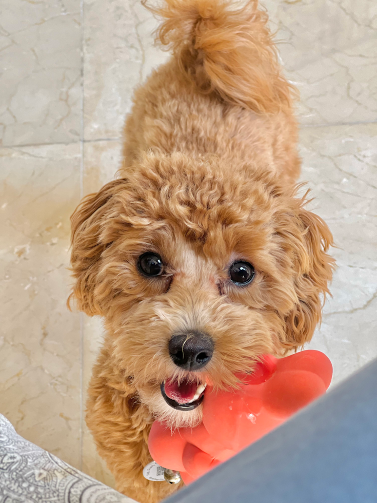 Maltipoo Pup