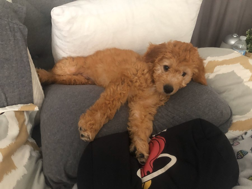 Mini Goldendoodle Being Cute