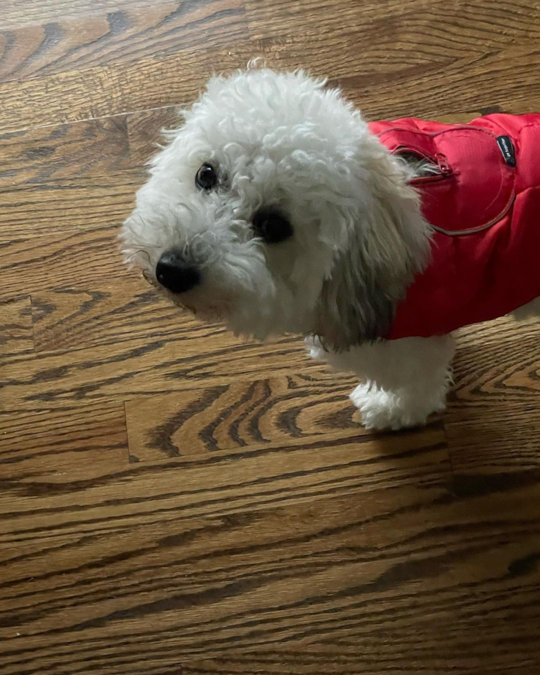 Maltipoo Being Cute