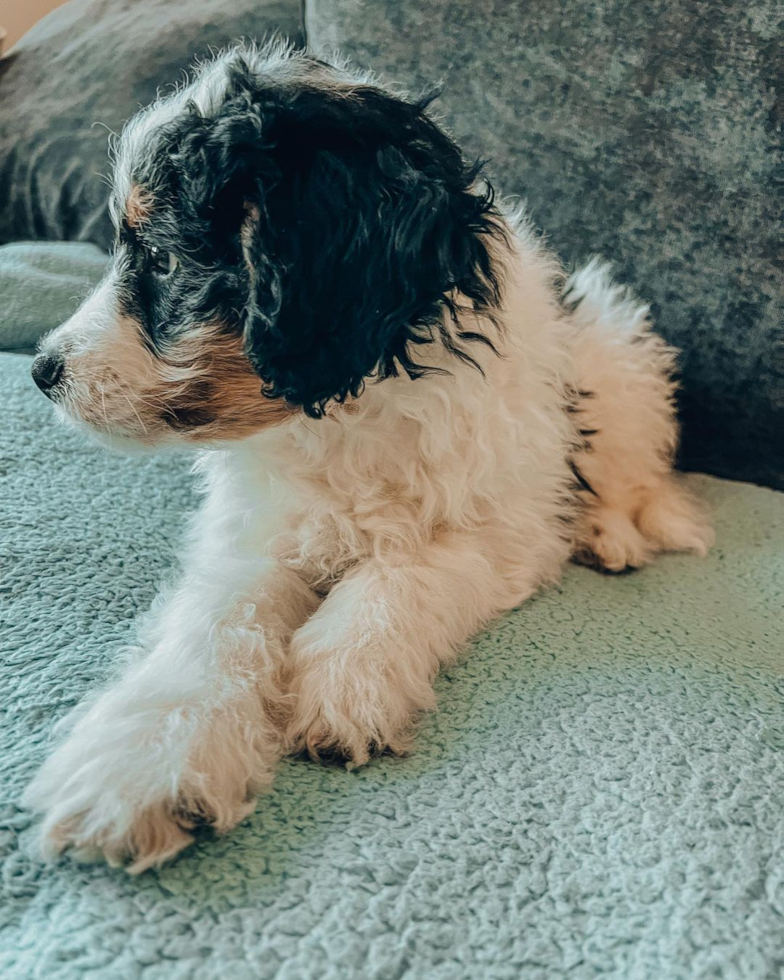 Chicago Mini Bernedoodle Pup