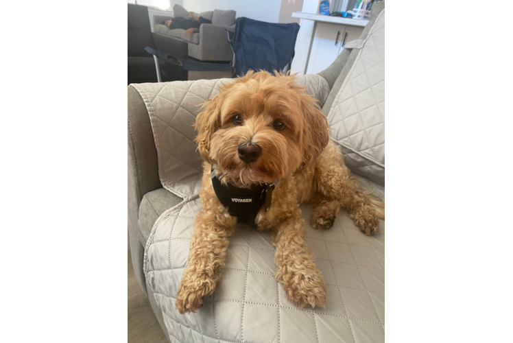 Petite Maltipoo Poodle Mix Pup