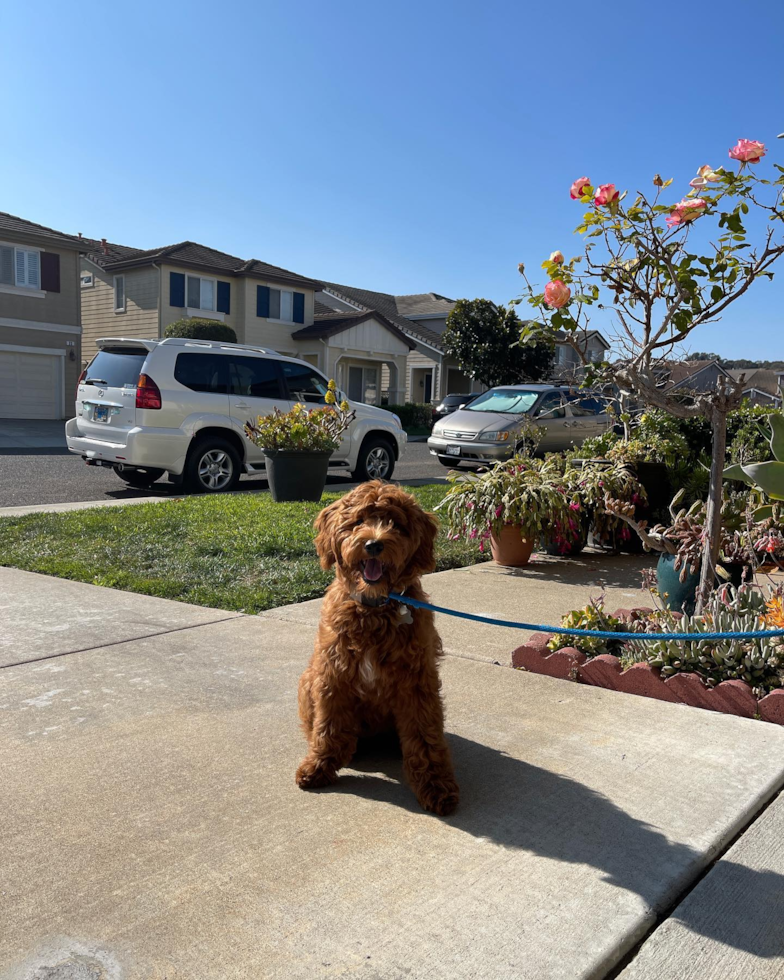 Mini Goldendoodle Being Cute