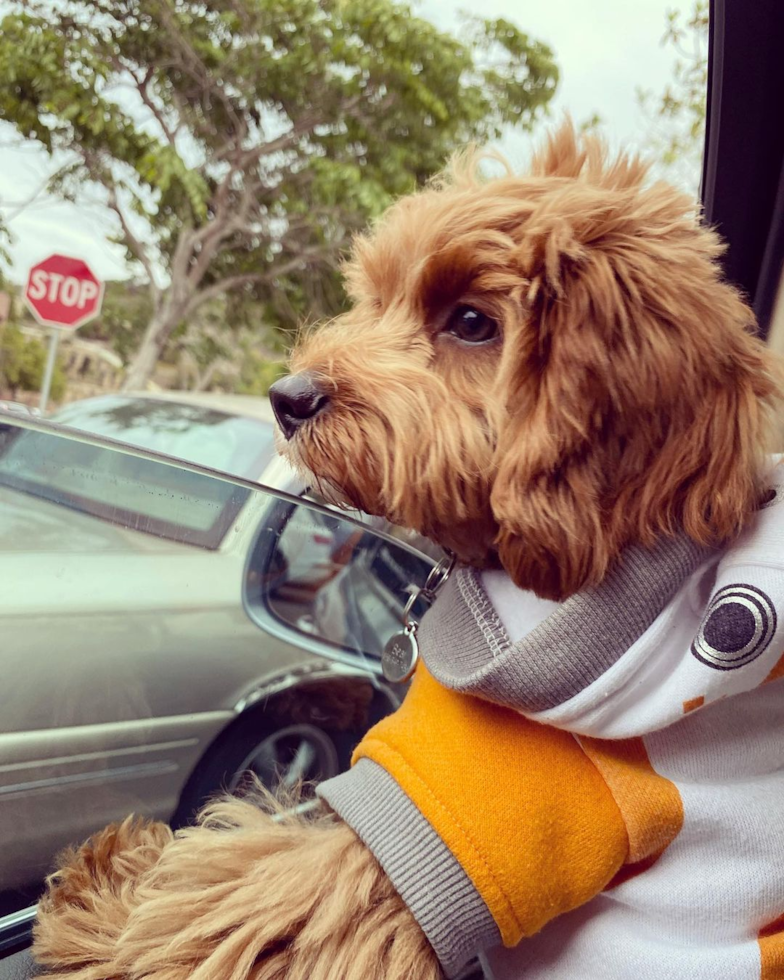 Playful Cavoodle Poodle Mix Pup