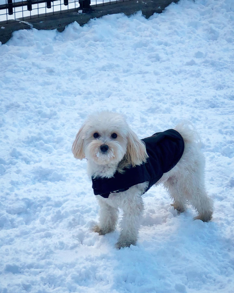 New York Maltipoo Pup