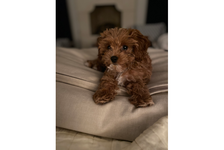 Cute Cavapoo Baby