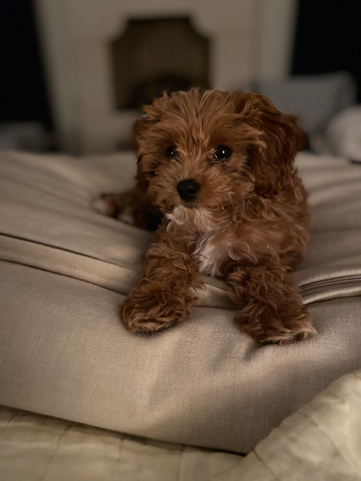 Popular Cavapoo Poodle Mix Pup