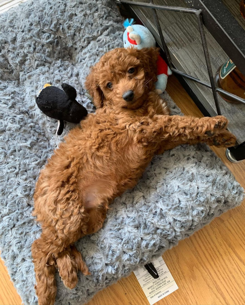 Cute Cockapoo Pup