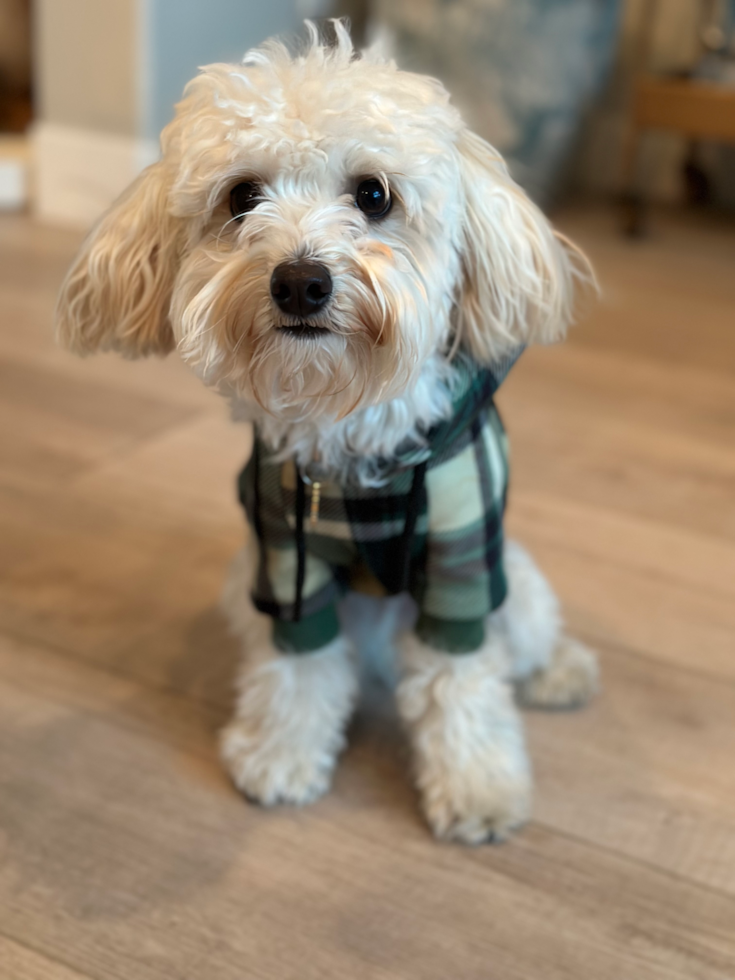 Little Maltese Poodle Poodle Mix Pup