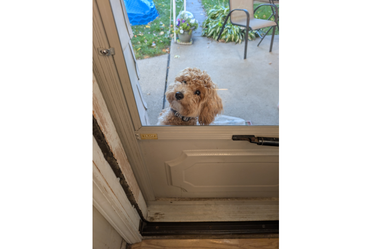Friendly Poochon Baby
