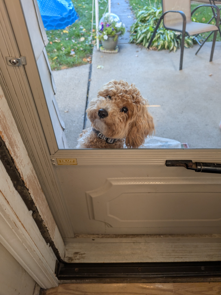 Happy Poochon Pup in