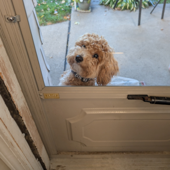 Happy Poochon Pup in