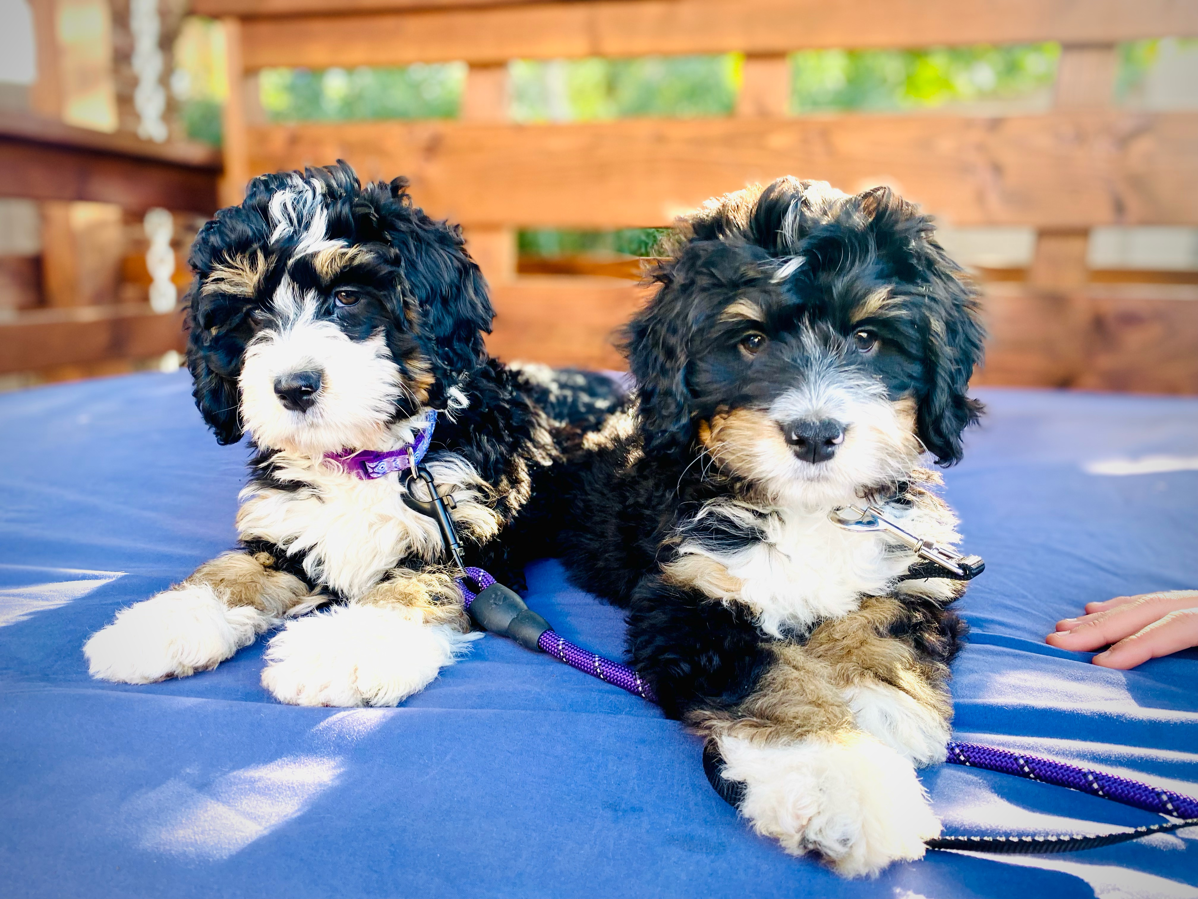 Best Mini Bernedoodle Baby