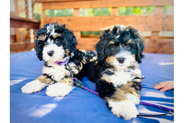 Best Mini Bernedoodle Baby