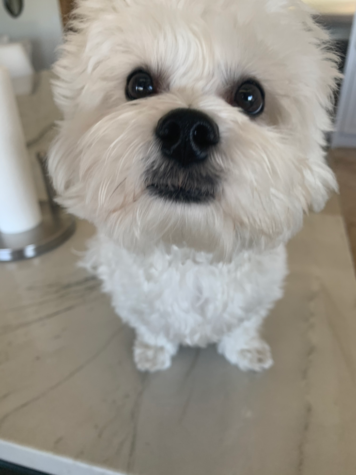 Maltipoo Being Cute