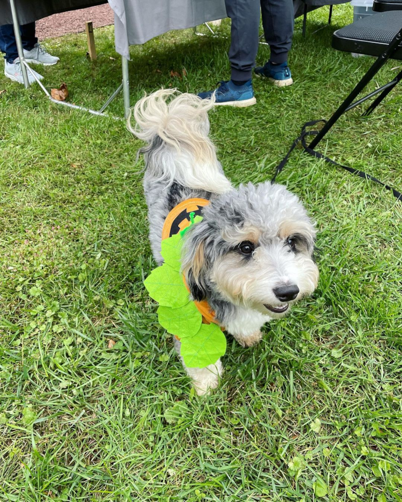 Sweet Aussiechon Pup in Springfield PA