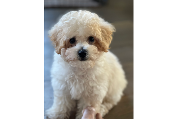 Best Poochon Baby