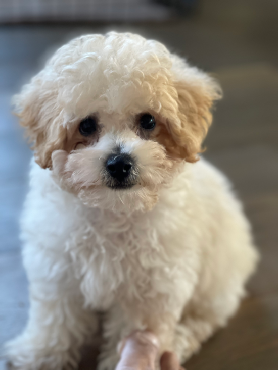 Cute Poochon Pup