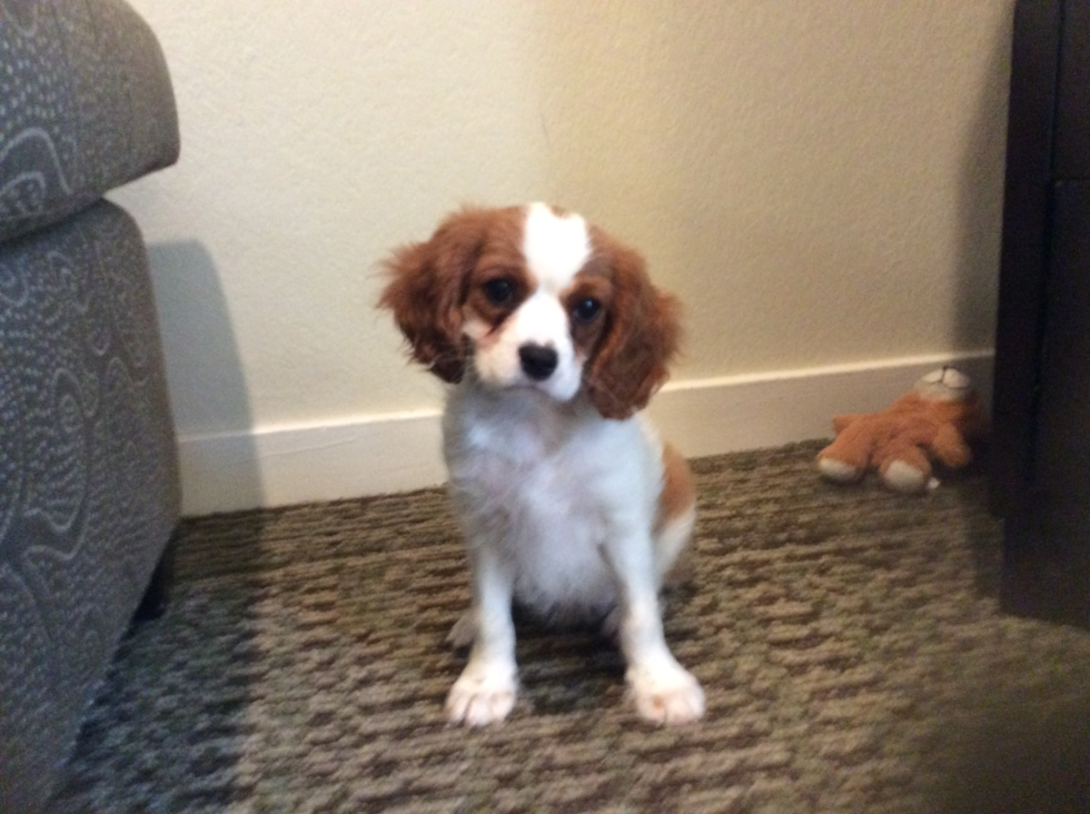 Cute Cavalier King Charles Spaniel Purebred Pup