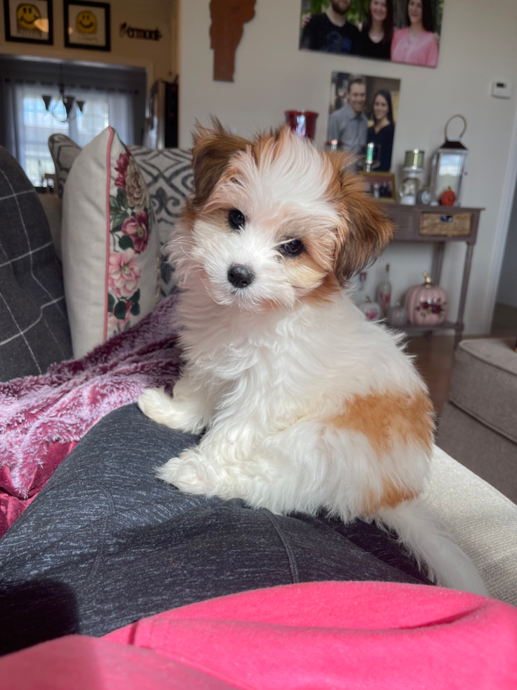 Cute Teddy Bear Pup in South Burlington VT