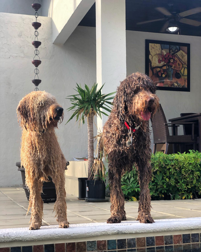 Cute Mini Goldendoodle Pup in Coral Gables FL